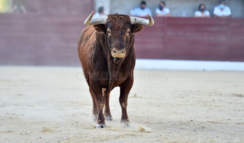 A strong bull with big horns stock photo