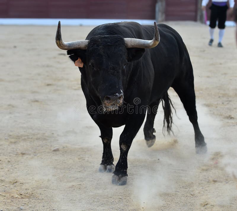 A strong bull with big horns stock image