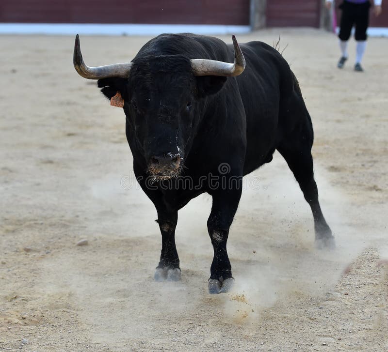 A strong bull with big horns stock image