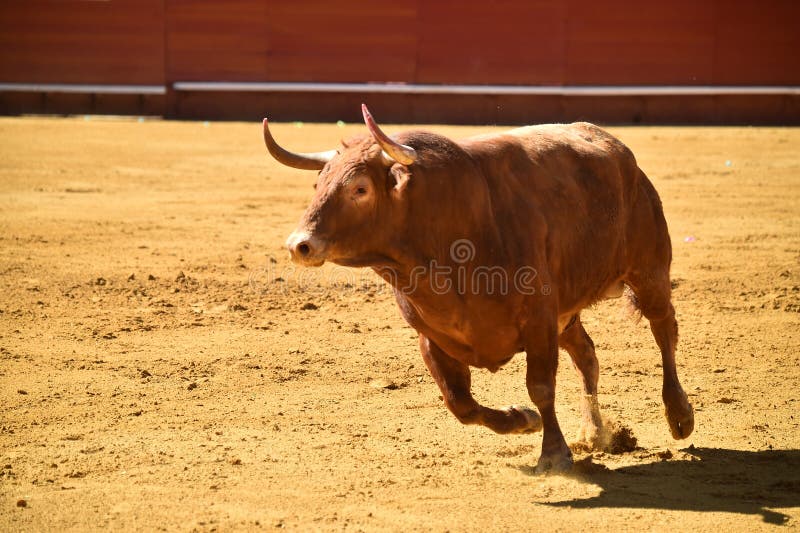 Strong bull in the bullring with big horns stock image