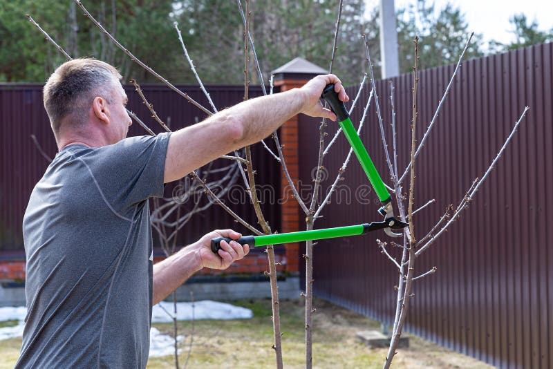 Cut Off Branches with a Pruner. Gardening Background. Summer Time