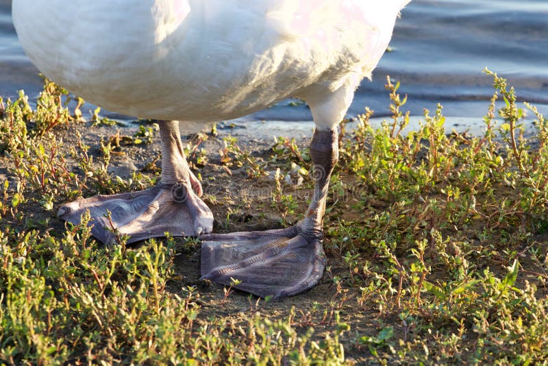 The Strong Feet of the Mute Swan Stock Image Image of knob, close