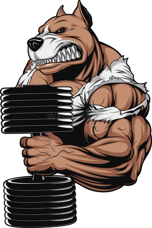 Strong Ferocious Pitbull Stock Vector Illustration Of Muscle