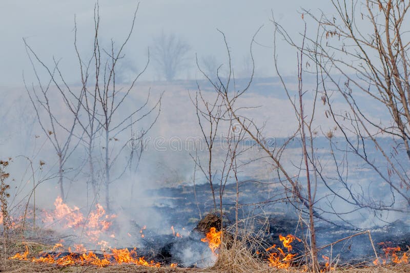 A Strong Fire Spreads in Gusts of Wind through Dry Grass, Smoking Dry