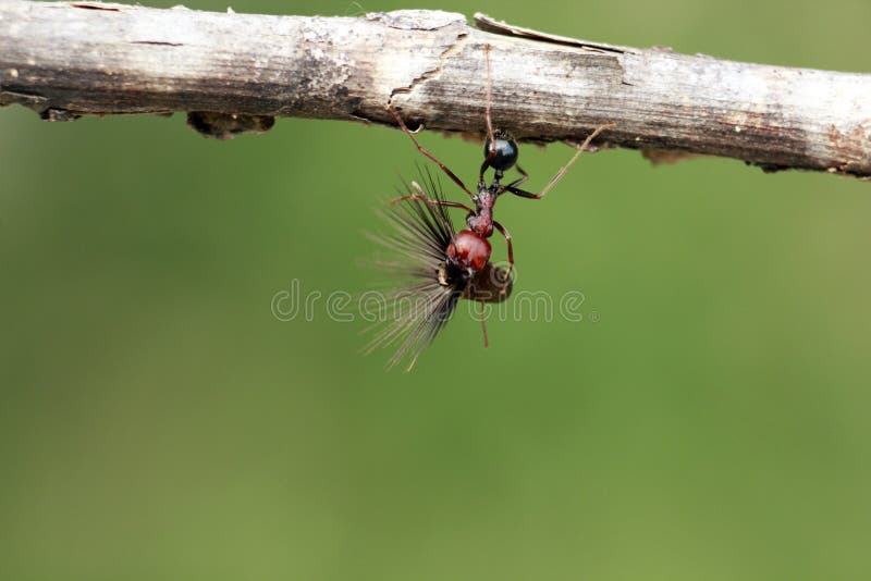 Strong and Hard-working Ant Carries Seeds Stock Image - Image of carry,  alaplusmn: 117676175
