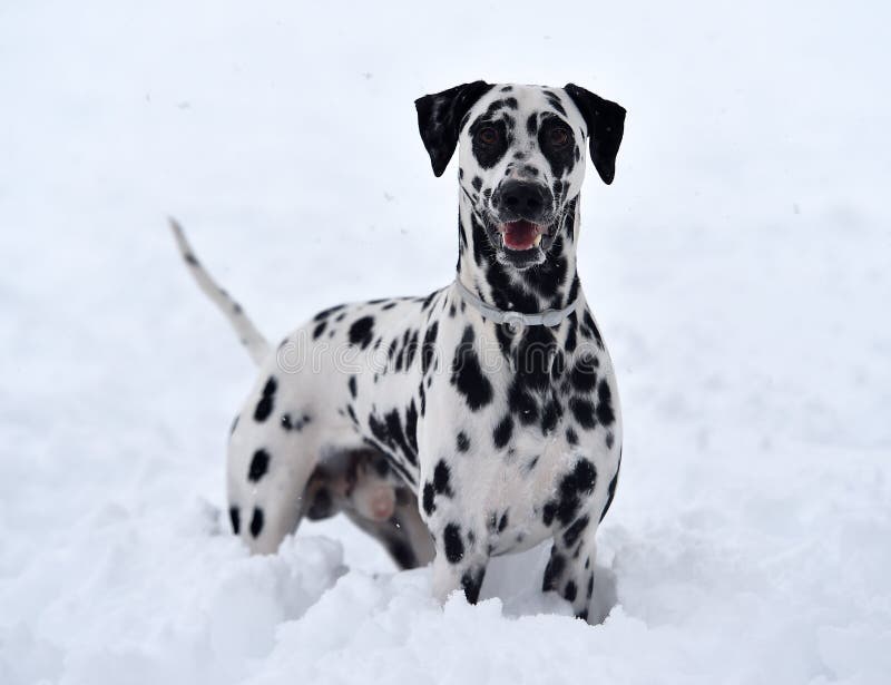 A Muscular Dalmatian Dog Running in the White Snow Stock Image - Image ...