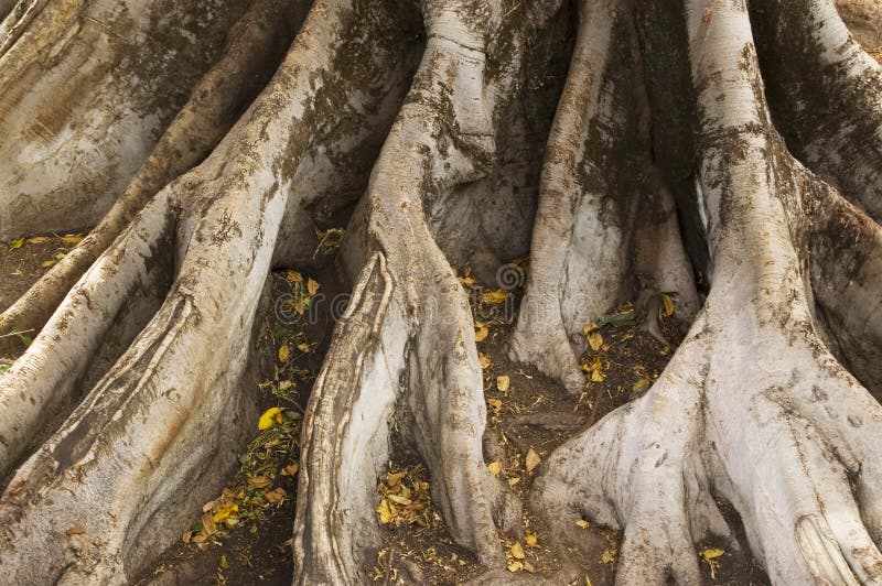 Strong Roots stock photo. Image of strength, tree, wooden - 6953740