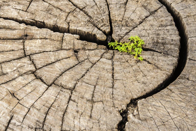 Strong seed growing on old cut down tree. stock photo Strong seed growing on old cut down tree. stock photo