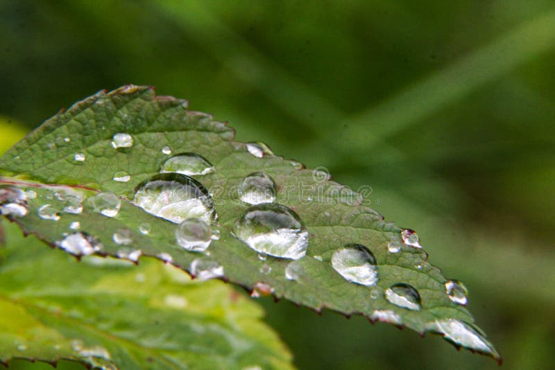 Water Bubble On A Flower Leaf Stock Photo Image of lawn, circle 98885756