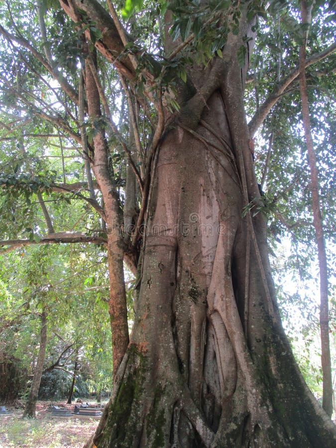 A Huge Tree that is Hundreds of Years Old Stock Image Image of bark