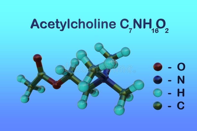 Structural Chemical Formula and Molecular Model of Acetylcholine Stock