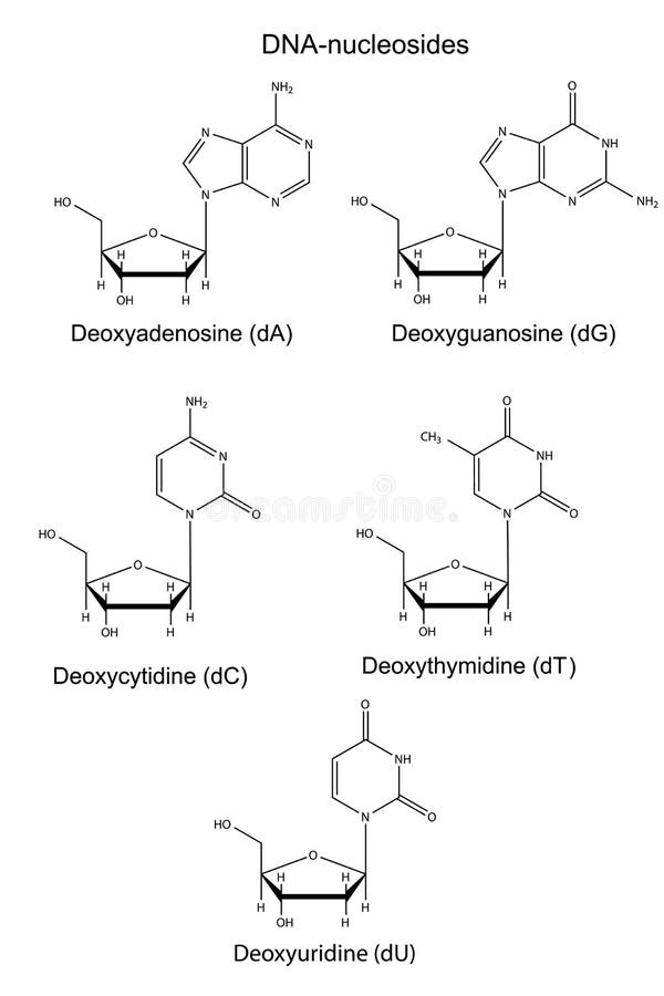 Structural chemical formulas of DNA nucleosides