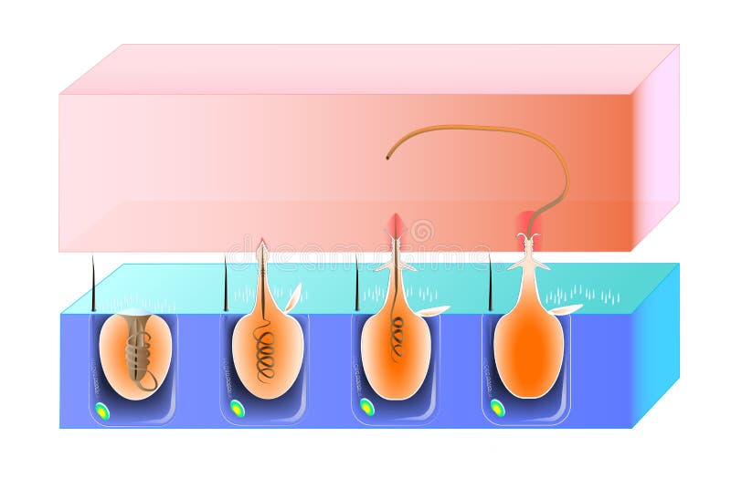 Structure and action cnidocyte vector illustration