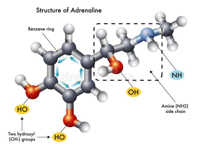 Structure of adrenaline