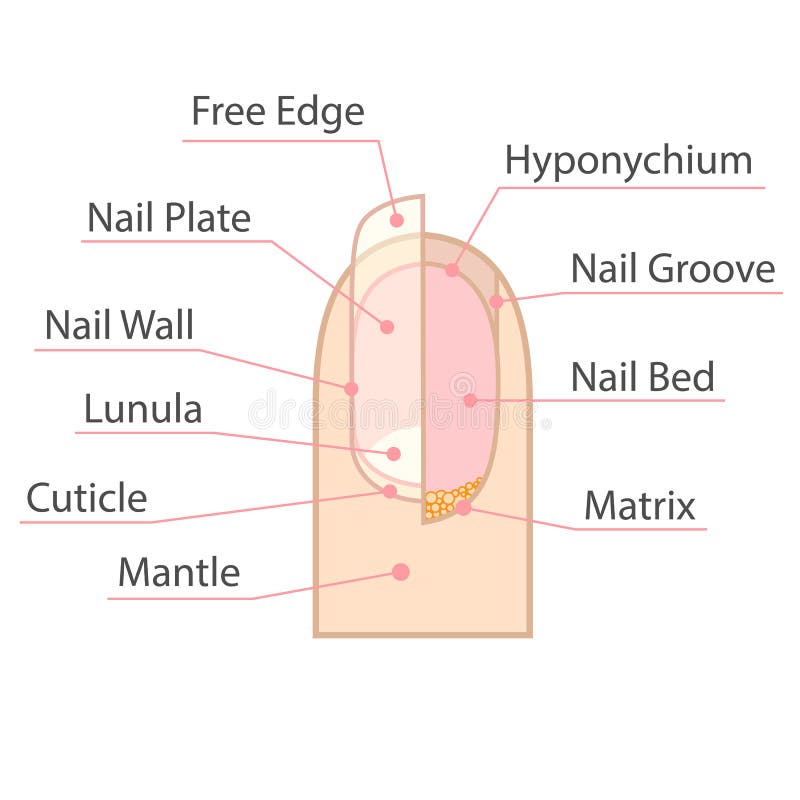 The Nail Manual – Nailz By Mabi