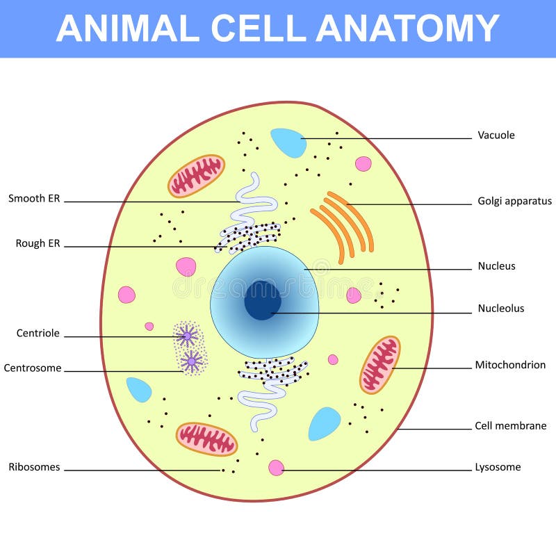 Structure of an Animal Cell Stock Vector - Illustration of organelle,  nucleus: 67304373