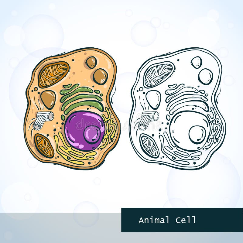 Structure of animal cell stock vector. Illustration of laboratory - 87997765 Structure of animal cell stock vector. Illustration of laboratory - 87997765
