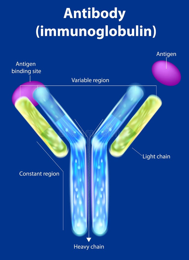 Antigen Structure Stock Illustrations 1,381 Antigen Structure Stock