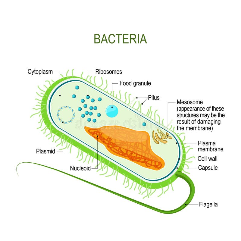 Structure of a bacterial cell. Anatomy of the prokaryote. unicellular organism