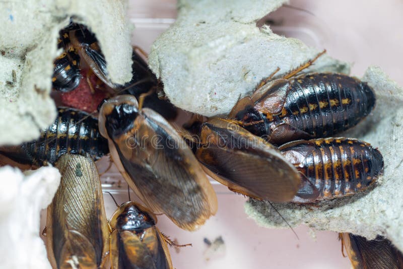 Structure of Blaptica dubia, Dubia roach, also known as the orange-spotted roach in the laboratory. Study of the structure of Blaptica dubia, Dubia roach, also royalty free stock photography