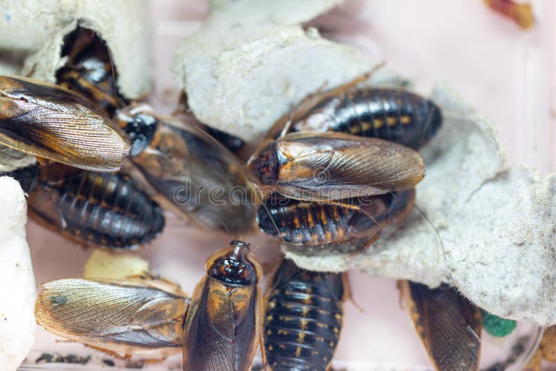 Structure of Blaptica dubia, Dubia roach, also known as the orange-spotted roach in the laboratory. Study of the structure of Blaptica dubia, Dubia roach, also stock photography