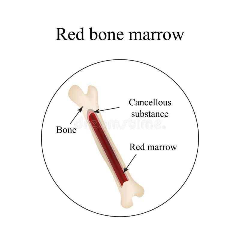 The Structure of the Bone Marrow. Infographics Stock Vector