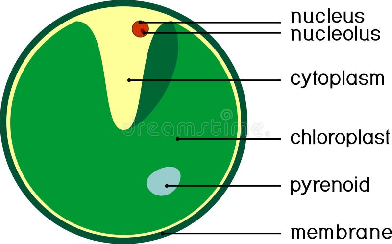 Structure of Chlorella Single-celled Green Algae Stock Vector ...