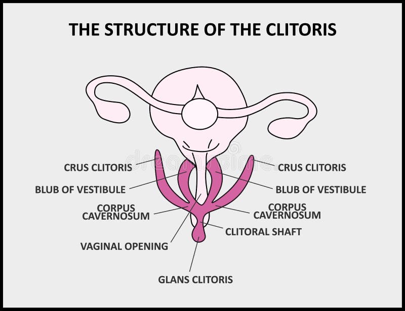all vagina shapes all vagina shapes