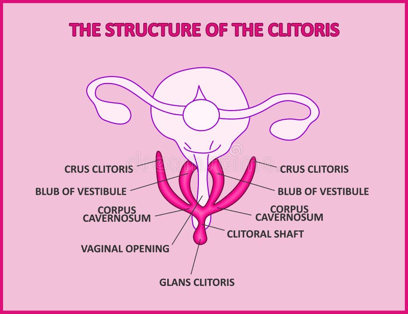 Photos Of The Clitoris