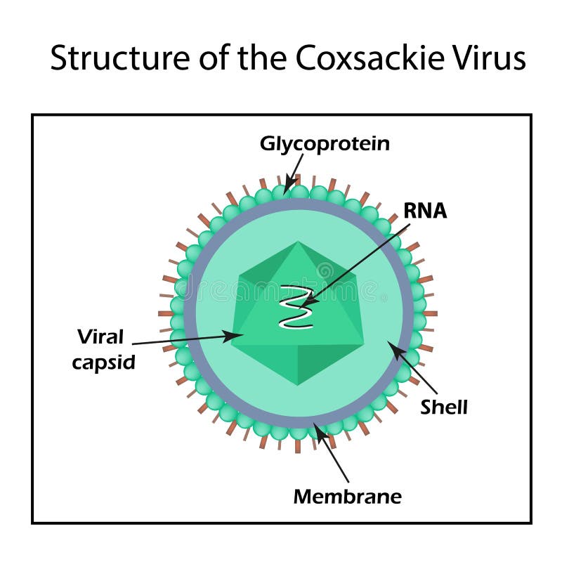The Structure of the Coxsackie Virus. Stock Vector Illustration of