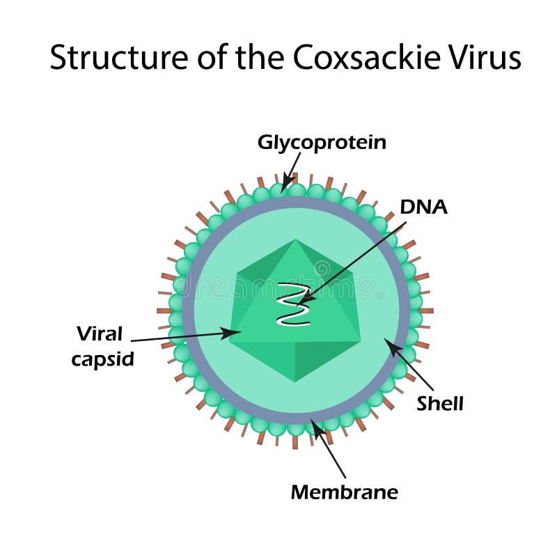 The Structure of the Coxsackie Virus. Stock Vector Illustration of