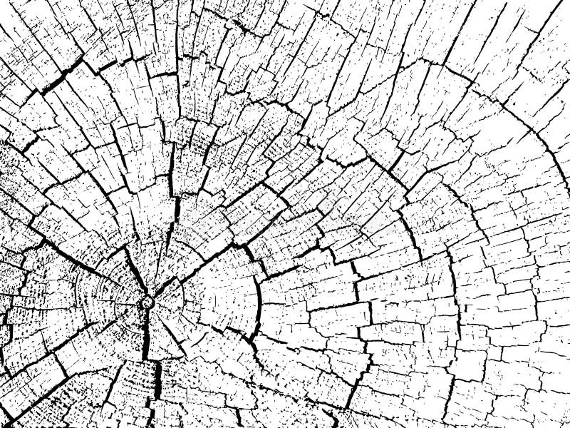 Structure of cracks of wood background. Old tree stump sketch vectors