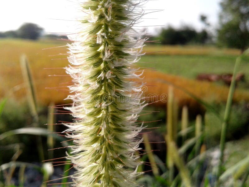 Structure d'un grain image libre de droits