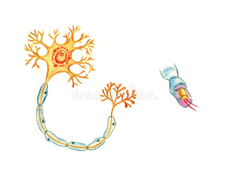 Structure d'un neurone typique. La structure typique de neurone d'esprit humain, illustration médicale tirée par la main, dessin au crayon de couleur avec l'imitation de la lithographie