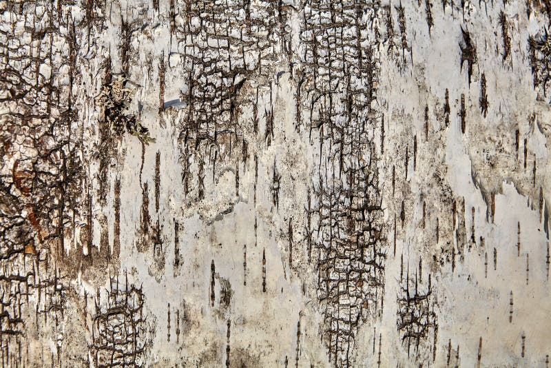 Structure d'écorce d'arbre, texture pour le contexte photographie stock libre de droits Structure d'écorce d'arbre, texture pour le contexte photographie stock libre de droits