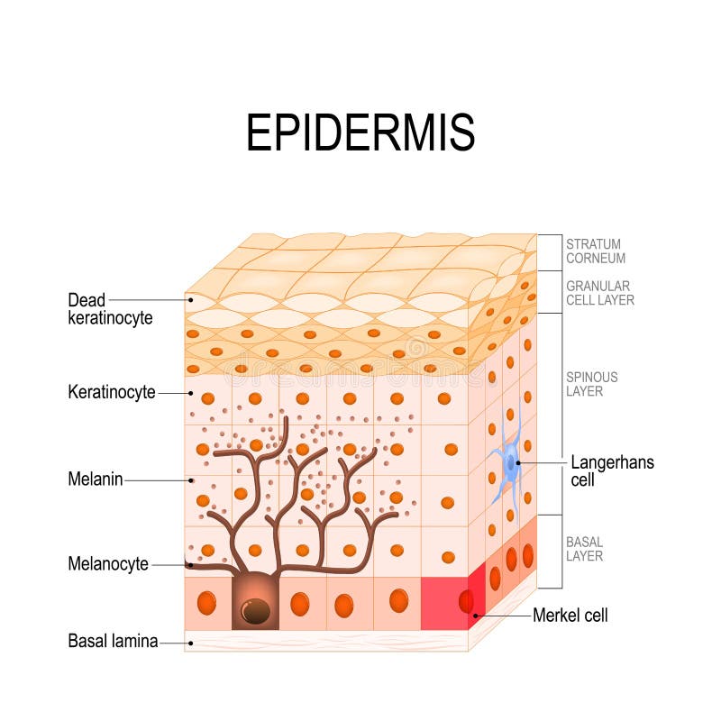 Structure d'épiderme Cellule, et couches d'une peau humaine