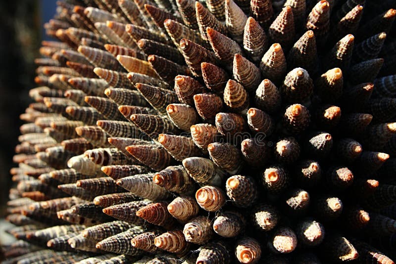 Structure décorative faite de coquillages coniques des escargots de mer de famille de Turrid, soleil d'après-midi images stock Structure décorative faite de coquillages coniques des escargots de mer de famille de Turrid, soleil d'après-midi images stock