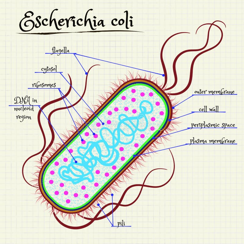 The Structure Of Escherichia Coli Stock Vector Illustration Of Ribosomes Colorful