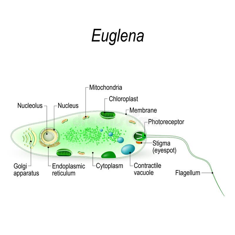 Structure of a euglena stock vector. Illustration of green - 34424805