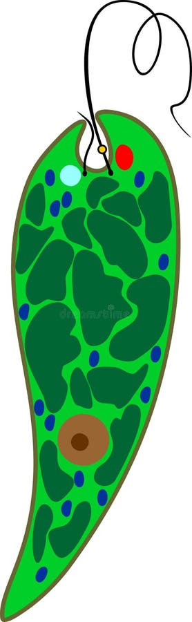 Structure of Euglena viridis stock illustration