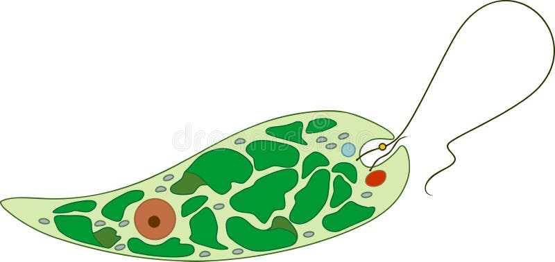 Structure of Euglena viridis vector illustration