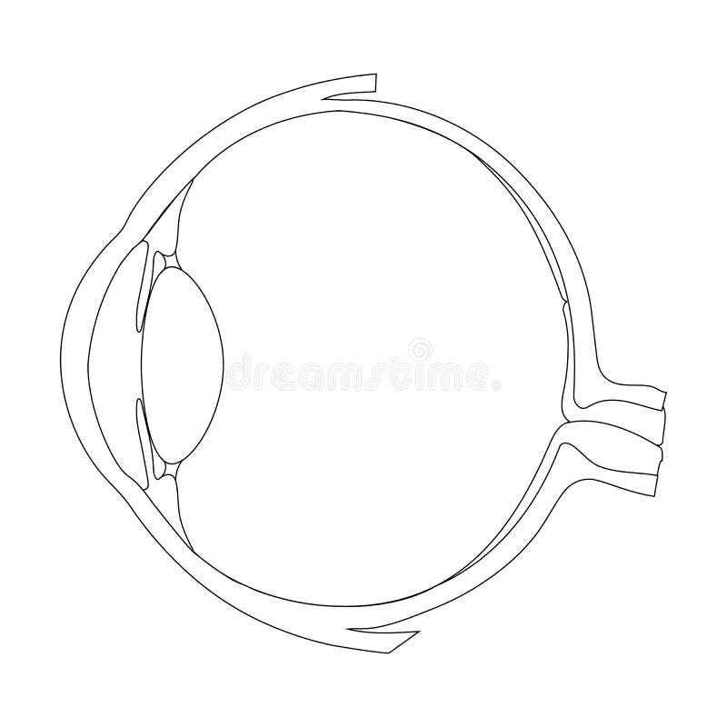 The Structure of the Eye As an Optical System Stock Vector