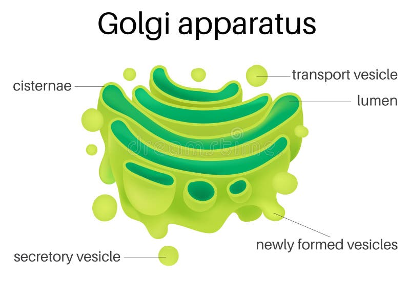 Featured image of post Sketch Of Golgi Apparatus How to draw golgi apparatus step by step in easy way