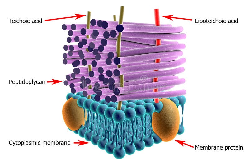 Structure of Gram-positive bacteria cell wall royalty free illustration