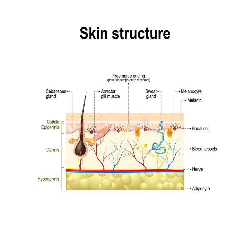 Structure humaine de peau
