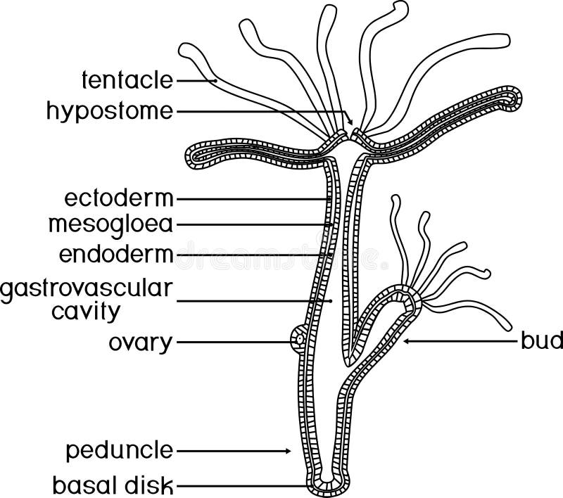 Hydra hydra viridis hi-res stock photography and images - Alamy