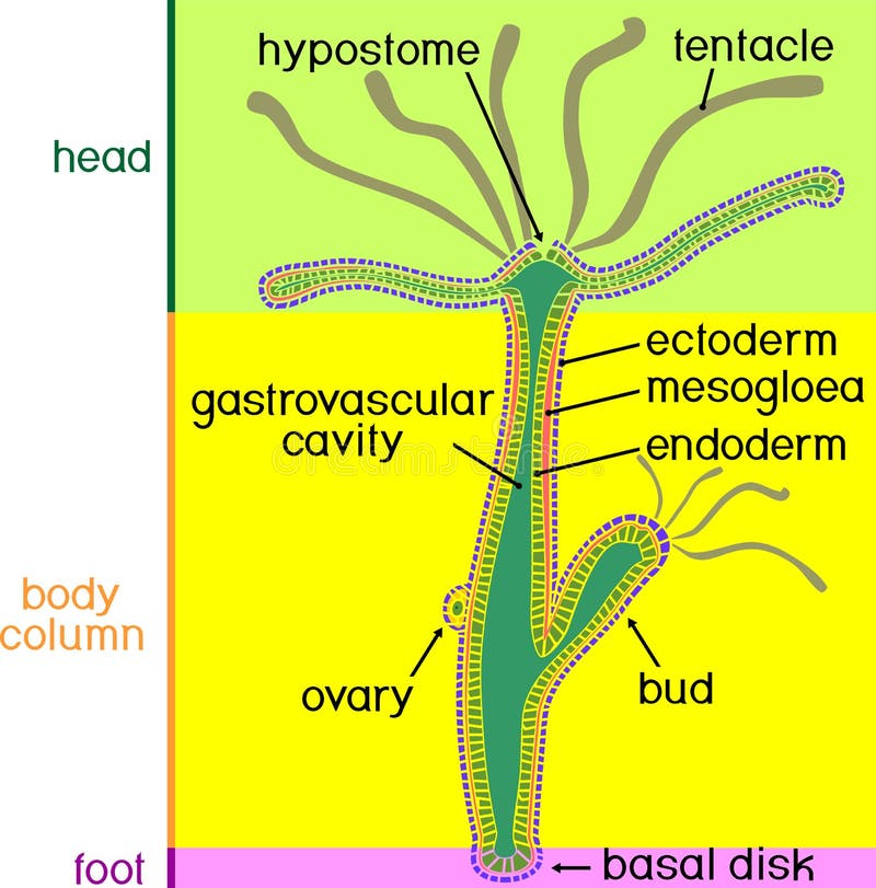  Structure  of a hydra  stock vector Illustration of fauna 