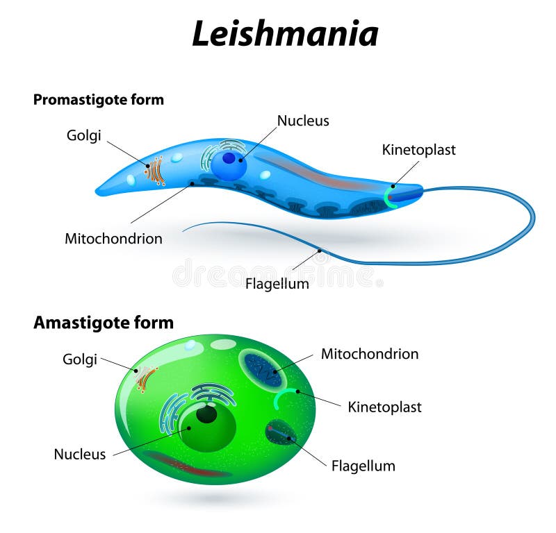Строение лейшмании рисунок
