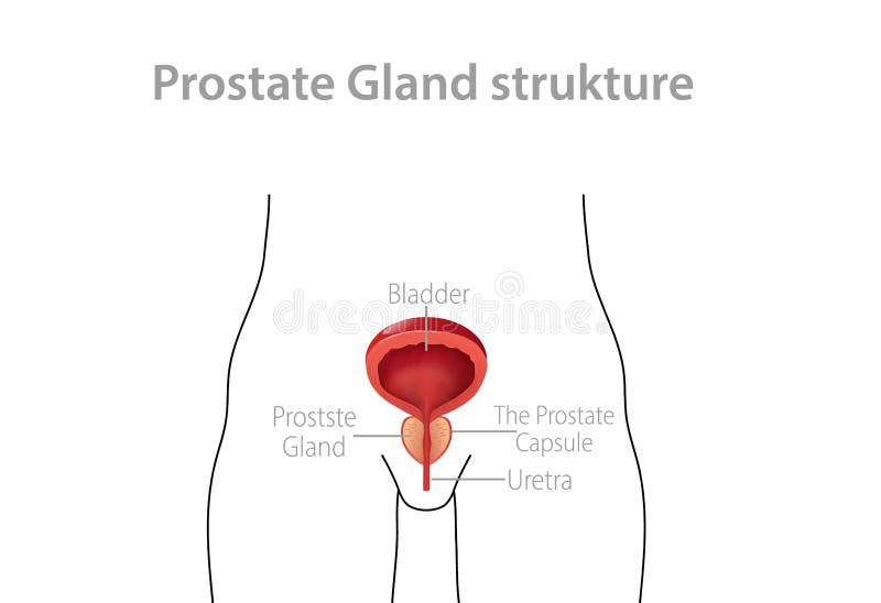 prostata anatomia