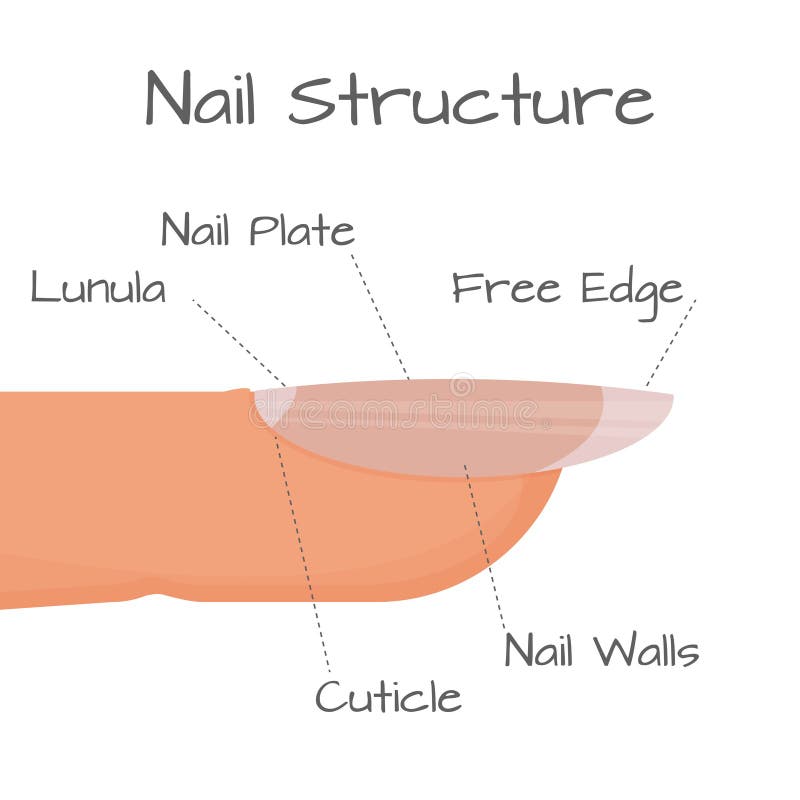 Structure of Nail Closeup View, Medical Education Scheme Isolated on ...
